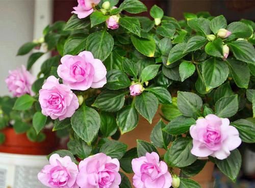 此花,比茉莉好看,比月季开花多,层层叠叠似牡丹,能开300天