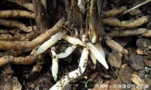 什么阿司匹林、维生素都不如“1块它”,掰碎扔盆里,壮根挤破盆!