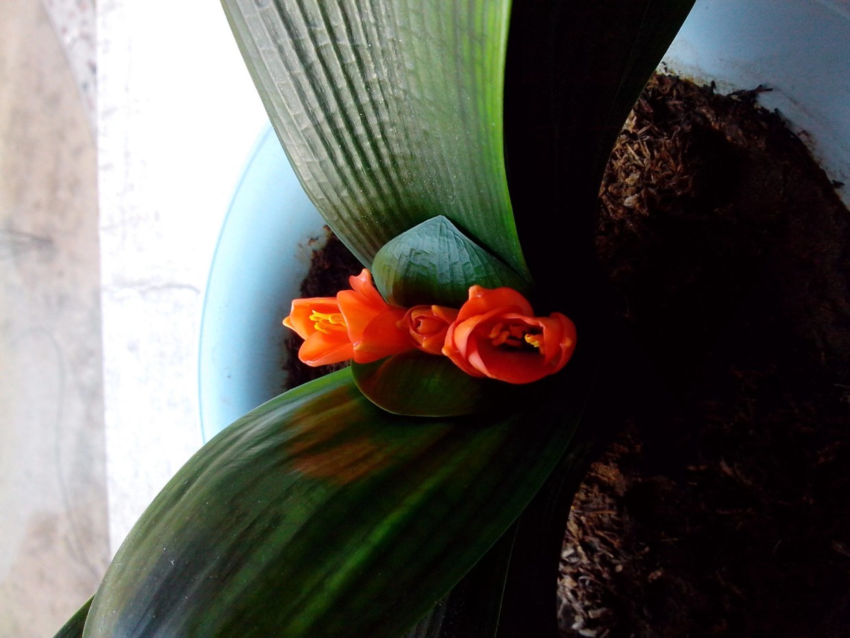 叶片|君子兰夹箭不开花，找根棉签擦一下，花箭立马钻出来！