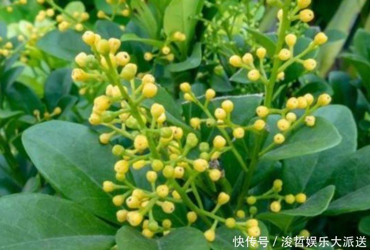 叶翠绿|4种花卉,开花喜庆又好养,适合新手养,满屋飘香