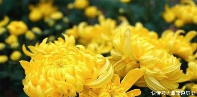 菊花|从杜牧的菊花须带满头归,看古代簪花的习俗