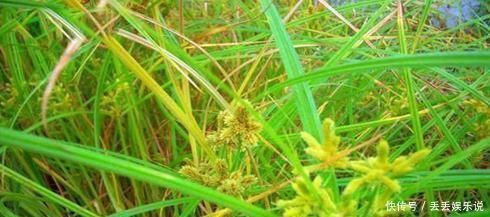 饮食积滞|农村一种草被称为“光棍草”,别嫌弃它,可谓全身都是宝!