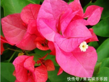 推荐几种阳台种植的花草,一年四季都能养,花开繁盛惹人爱