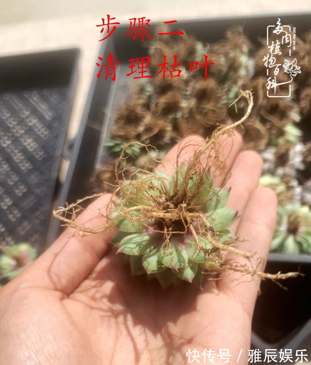 框子|这多肉拼盘这么仙!如何制作达人手把手教你制作长生草拼盘!