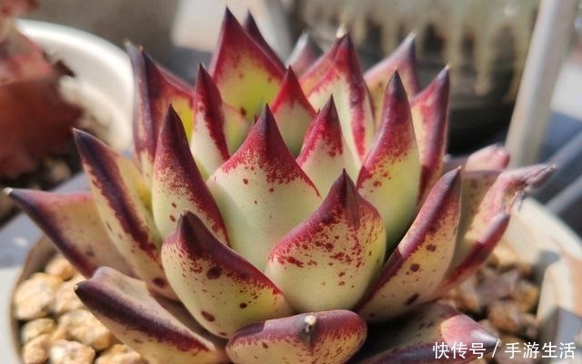 多肉植物|这5种多肉很难养,新手不敢碰,老手很小心,看看你家有没有!