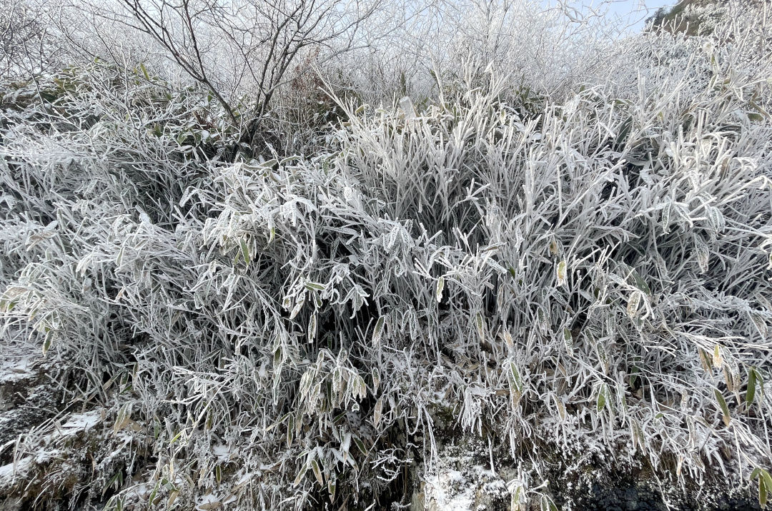 雾凇|景宁敕木山顶雾凇美 新年登高步步高