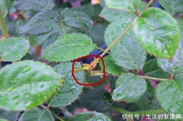 月季盲芽要剪掉别傻了，盲芽修剪有技巧，否则越剪越不开花！