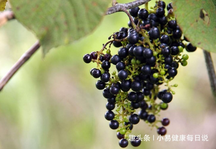 祛风|立秋后,晚上当零食吃一把,清热解毒,祛风除湿,常食更显年轻