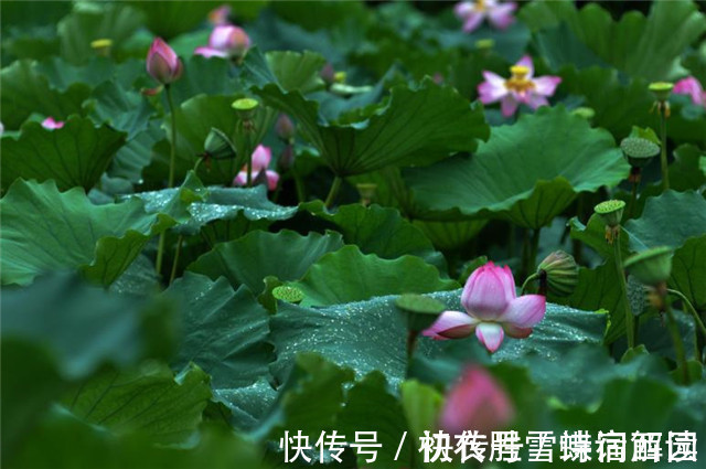 郭震&雨露荷花七首,杜甫写得清艳,李商隐写得忧伤,杨万里写得俏皮