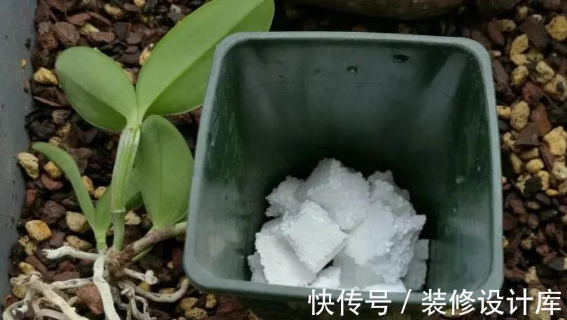 花土|解锁泡沫箱新去处:拿来养花,经济环保又实用