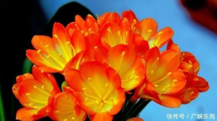 叶子|养护“君子兰”,这三个“小动作”做到位,轻轻松松让其开花