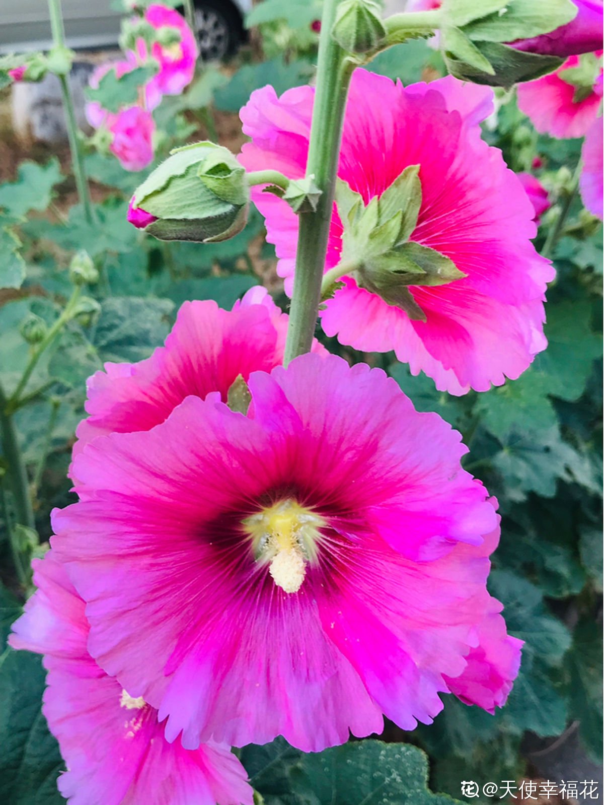 芙蓉花|这3种“芙蓉”花，你见过几种？夏去秋来都在开，美丽和诗情并存