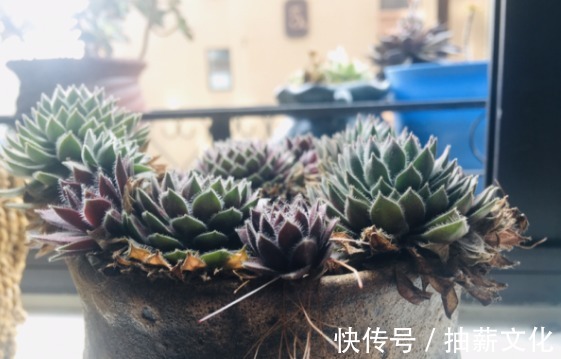 花箭|多肉开花后，赶紧剪掉，不然母株会死掉！