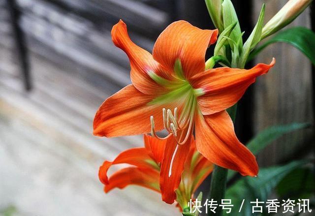 修剪|这5种花要“睡觉”,少浇水少施肥,睡醒了才能开花艳