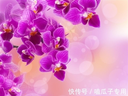 做对了这几件事，蝴蝶兰能养100年