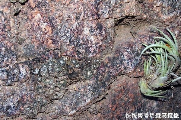 品种|你是在养多肉,不是在搞科研,低温露养要不得!