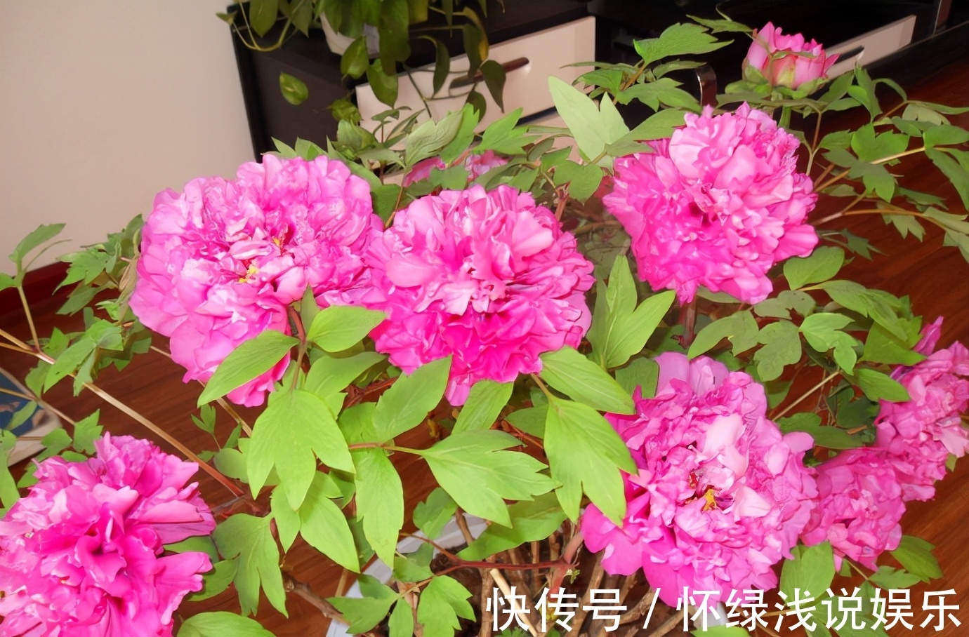 十大旺财花越老越值钱，建议养一盆，越养越富贵