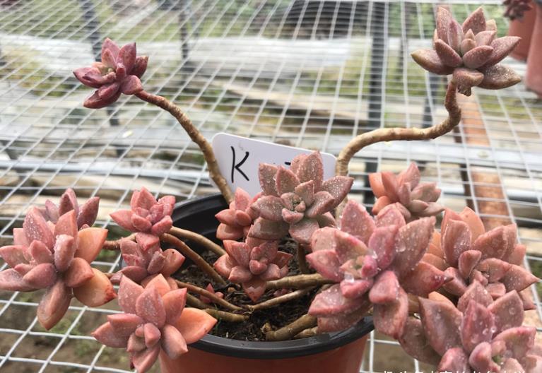 姬胧月|多肉姬胧月和阿伦培习性相近且一样的皮实,所以一起拼养没有障碍