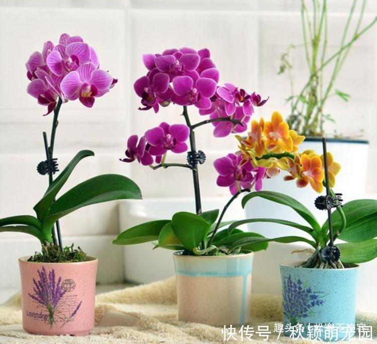 养花|喜欢养花,就养这几款,比吊兰还好养,烂漫迷人又可爱