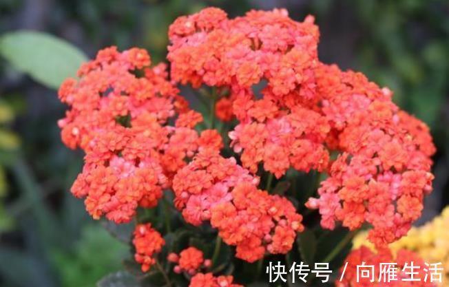 此花被称为“长寿花”,花友告诉3个“秘诀”,开花越来越多