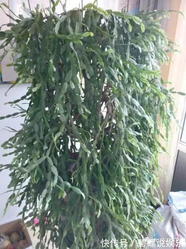 花花|20年的兰花,100年的仙人掌长什么样开眼了!