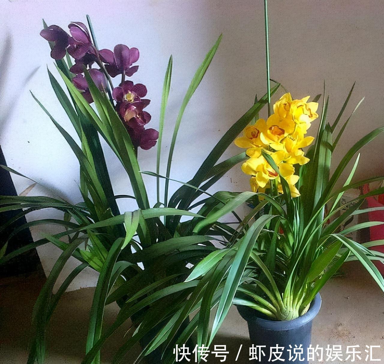 根系|不管养什么兰花,把这1种树皮埋土里,根系、叶片噌噌窜