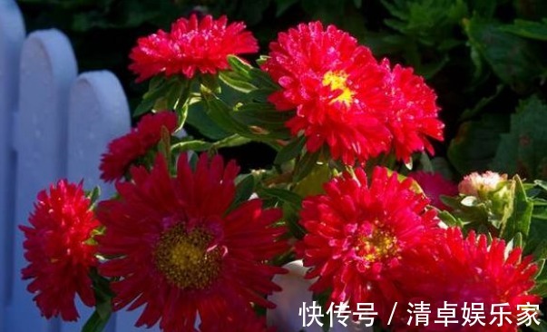 喜欢菊花，不如养盆“稀世名菊”大红芍药，花开似芍药，妩媚端庄