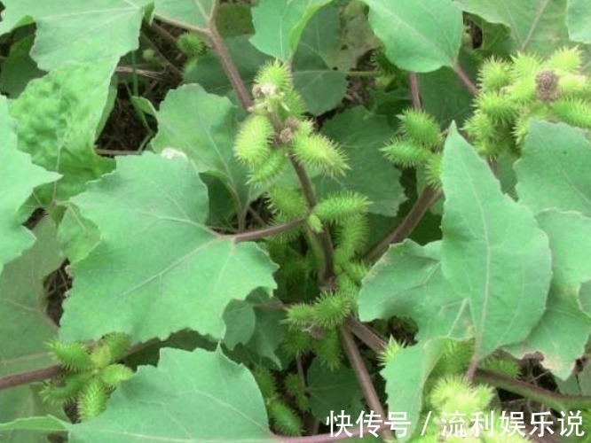 小能手|鼻炎的“天敌”找到了,早晚抹一点,鼻炎不再扰,现在知道还不晚