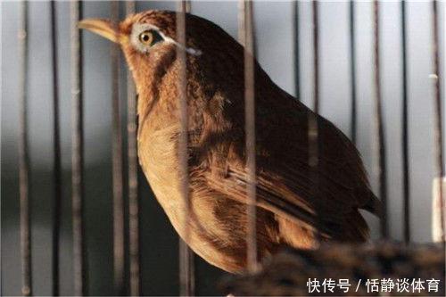 经典绝对!上联:鸟在笼中,恨关羽不能张飞,下联让网友直说服气