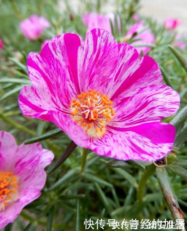 此4种花,随便摘片叶子都能繁殖一棵,轻松爆盆,阳台变花园