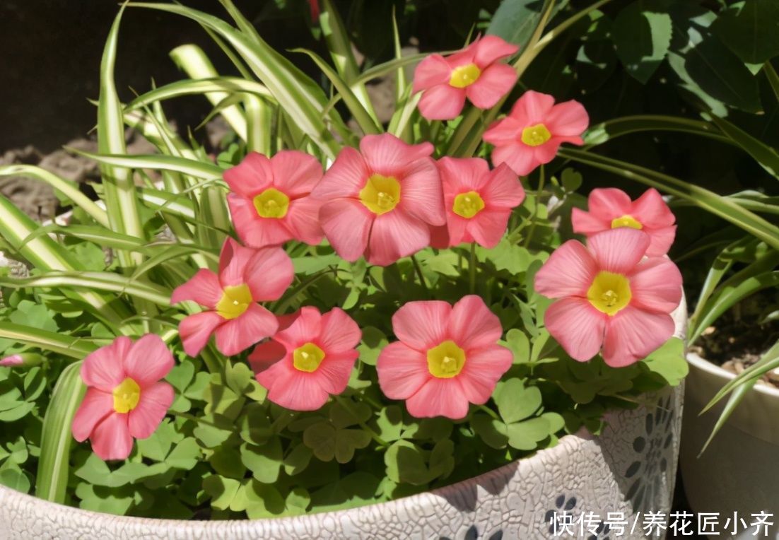 到了夏季，错误的养花方法很危险，越是新手越容易出问题