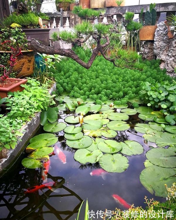 鱼池|为了露台他买下顶楼,一番大改后过上了田园生活,让人羡慕!