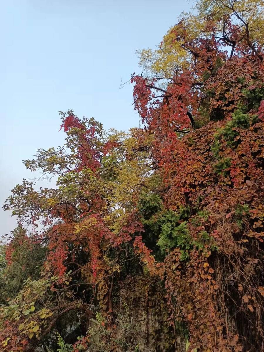 先进个人|春登山东名山：齐山