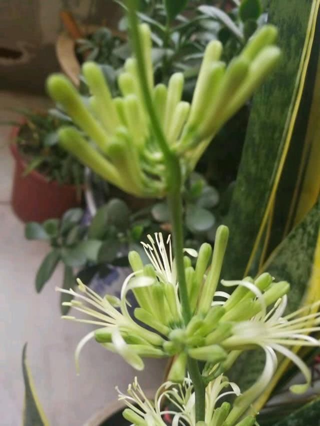 卧室养花就养这5种花,净化空气安心睡眠,好养又美丽