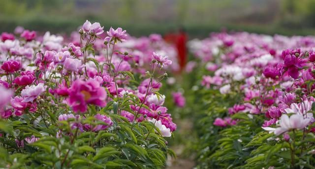 旁人|7旬农村老人耗时7年建芍药花海，现今坐在地头收门票，羡煞旁人