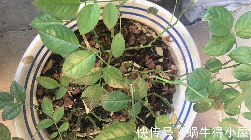 药剂|养月季,不用怕蚧壳虫、红蜘蛛、蚜虫,这么一处理问题全解决了
