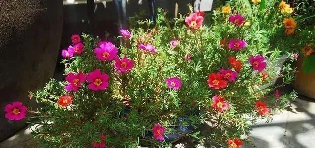 太阳花|适合6月扦插的“3种花”，生根快，长得快，30天开出满盆花