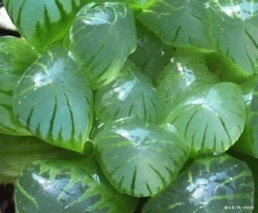 家养玉露总是习惯性生病注意好这些方面，才能长如绿葡萄