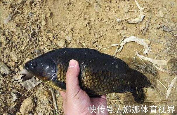 漆黑色|钓获罕见鲫鱼被劝放生:劝放生的大爷,您知道它是什么鱼吗?