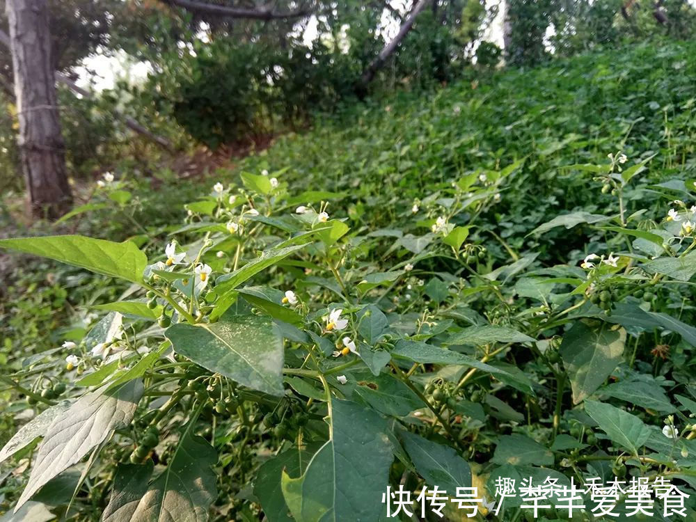 龙葵|全株都有毒,玉米田常见,儿时常摘来当零食吃,如今价值不菲
