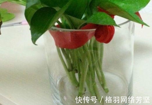 黄叶|绿萝又黄叶了, 这样一处理, 又是绿油油的一盆!
