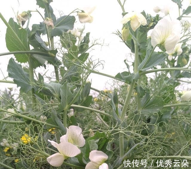 清妍豌豆开白花,用心赏悦美如画