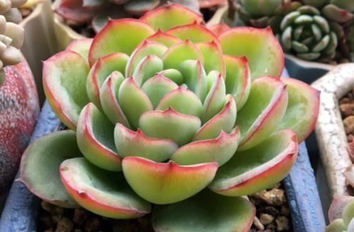 唐长老|有朋友来家里，看到你养的多肉然后开口问你要，你给还是不给呢？