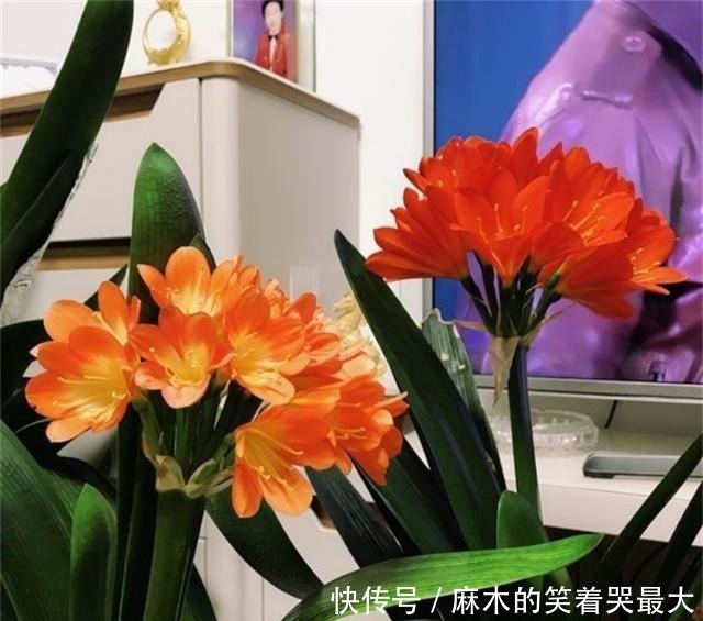 禁地|室内养花，避开2处“禁地”，不黑腐、不黄叶、不生虫，枝粗叶壮！