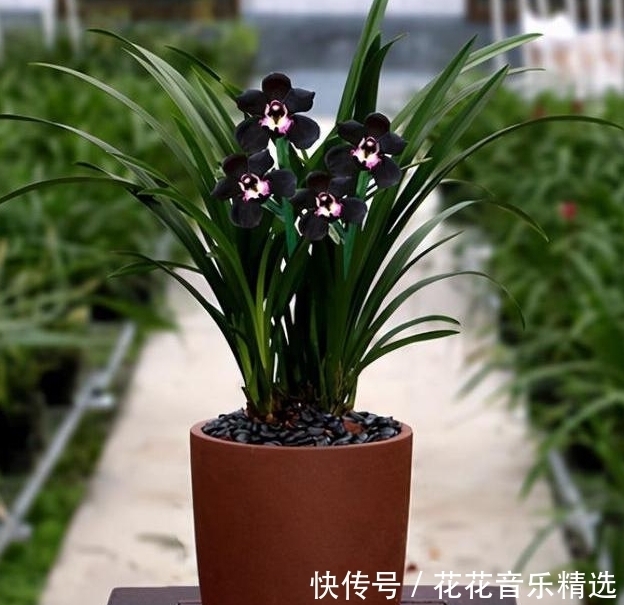 老花匠都在养的兰花,花色神秘,意境高雅,兰香浓郁,值得拥有