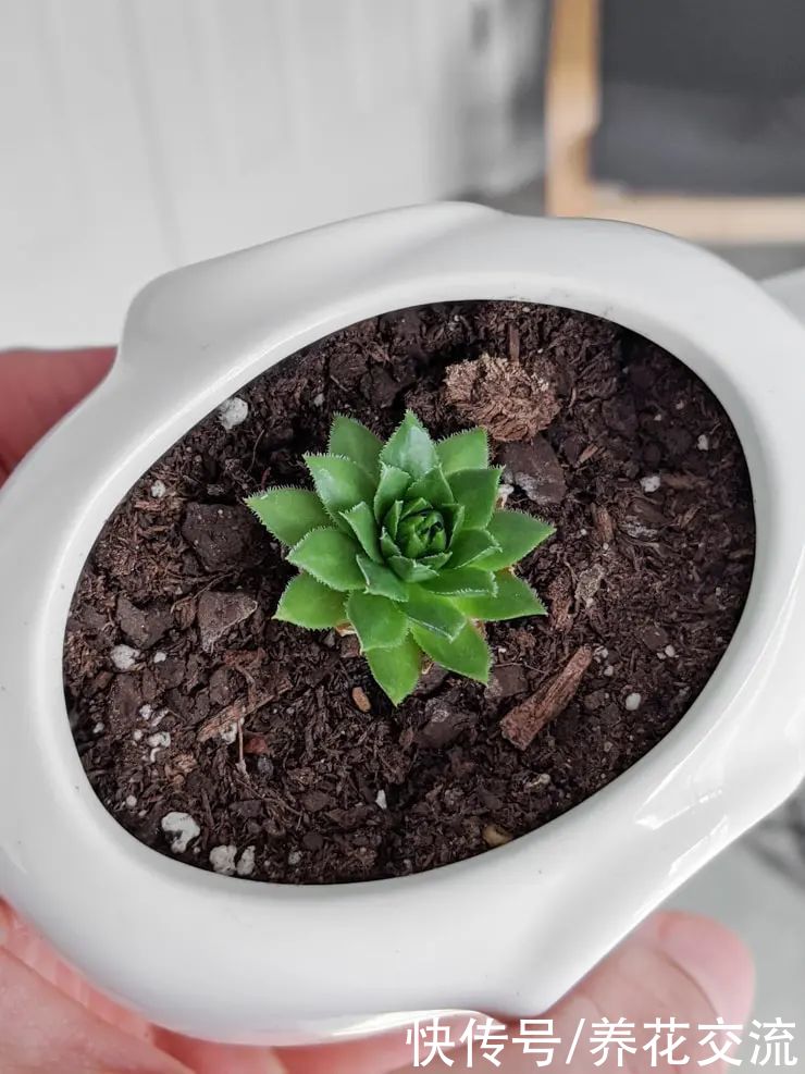 玉树|新手养好盆栽多肉的几个秘诀，选些好养的品种也是极其关键的