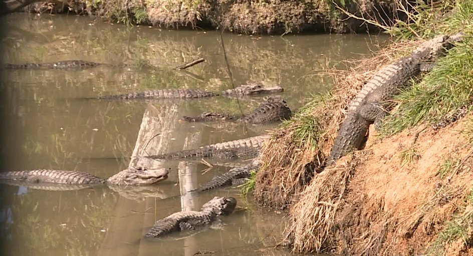 老年|春来了!长兴7000余条扬子鳄陆续出洞寻春