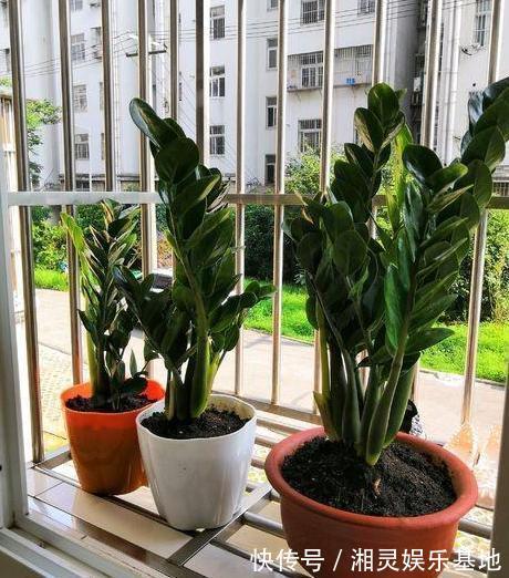 叶片|喜欢养花,可惜工作忙、没时间不怕,盆栽这些植物不用费心