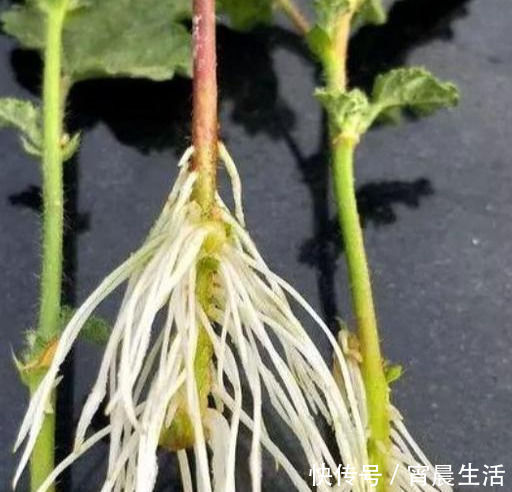微润|最容易扦插“成活”的3种花,方法特简单,2周就生根