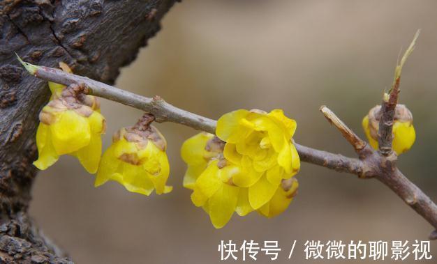 腊梅|9种花是“冷性子”，温度越高，开花越差，冻冻才能长势好